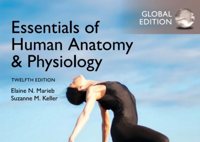 Hole's essentials of human anatomy and physiology